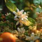 art form of plants NEROLI and WHITE MUSK in the