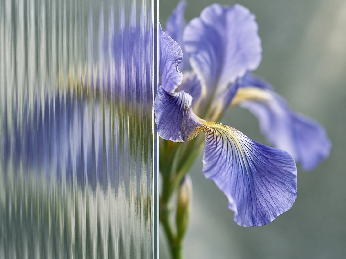 A violet-blue iris is partly seen through a